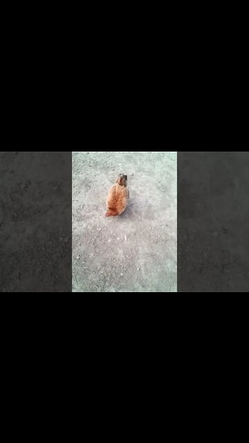 Forest is out running around