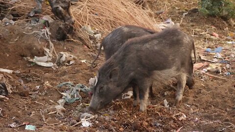 Close shot of two black pigs eating on garbage