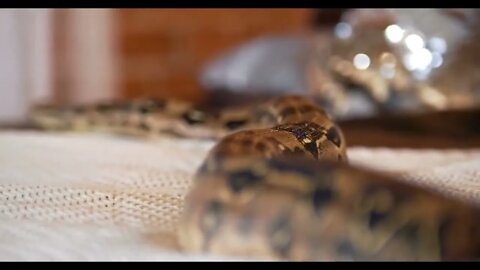 Python crawls on the bed in a studio8