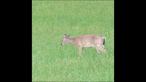 Deer in the Field