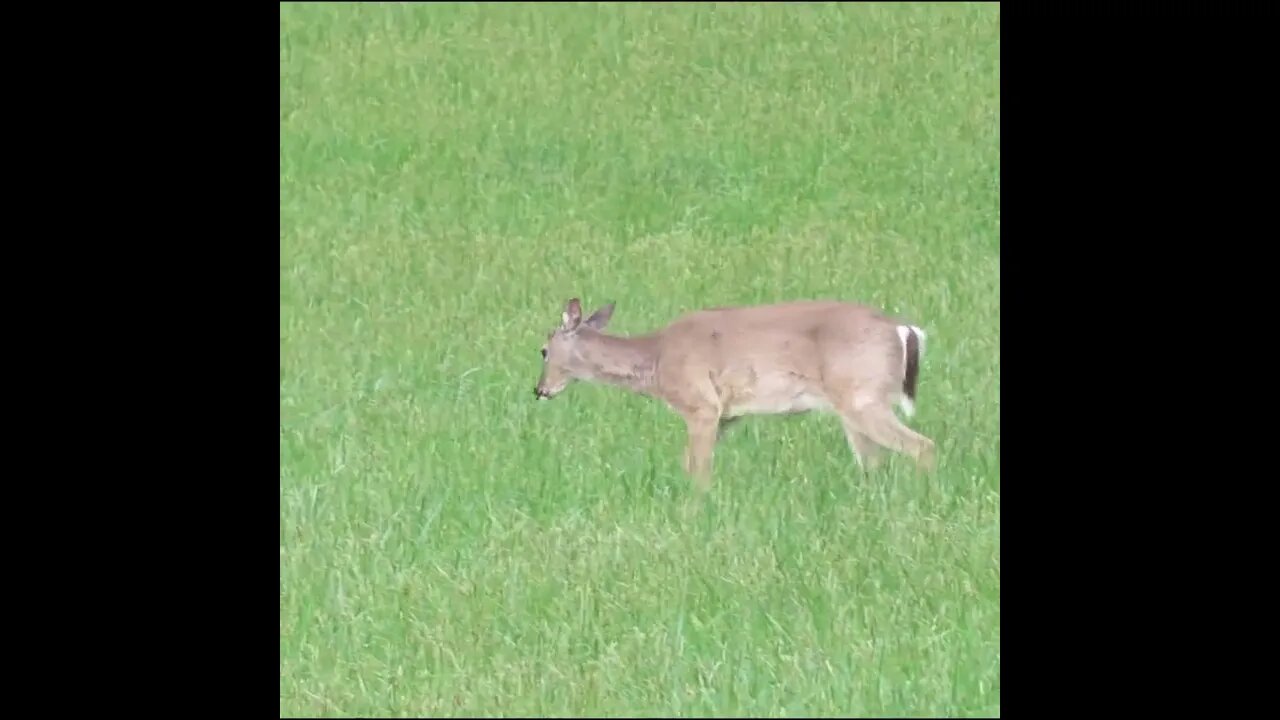 Deer in the Field