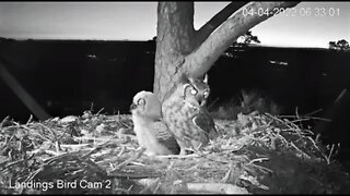Mom Returns With Breakfast-Cam Two 🦉 4/4/22 06:30