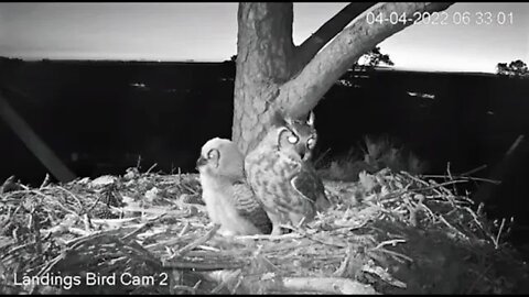 Mom Returns With Breakfast-Cam Two 🦉 4/4/22 06:30
