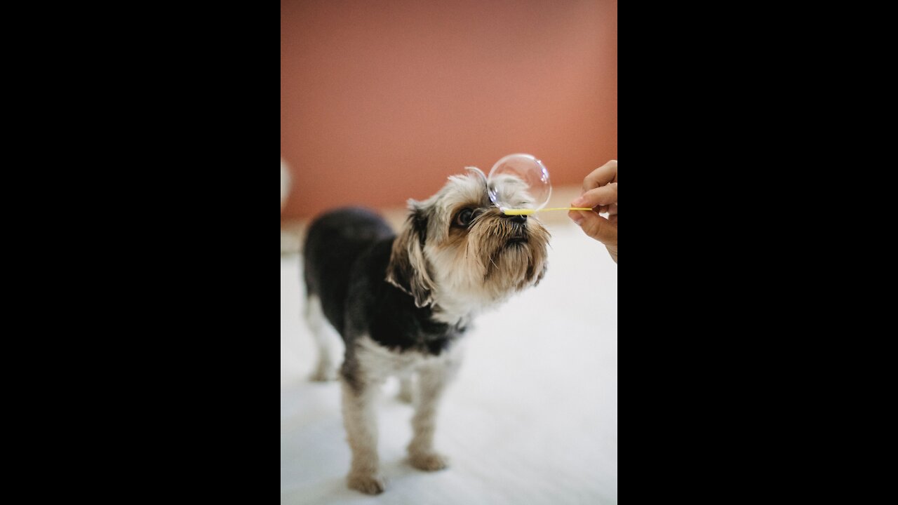 A dog playing with a mirror