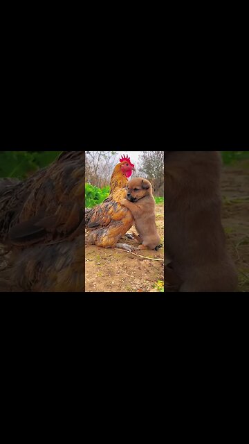 Adorable Friendship Between Puppy and Chicken! 🐶🐔 | #cuteanimals #friendship