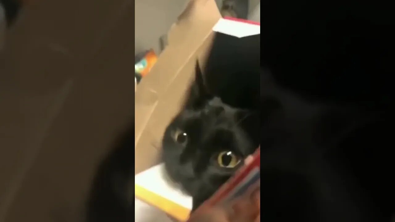 Funny Animals 153 funnycontent707