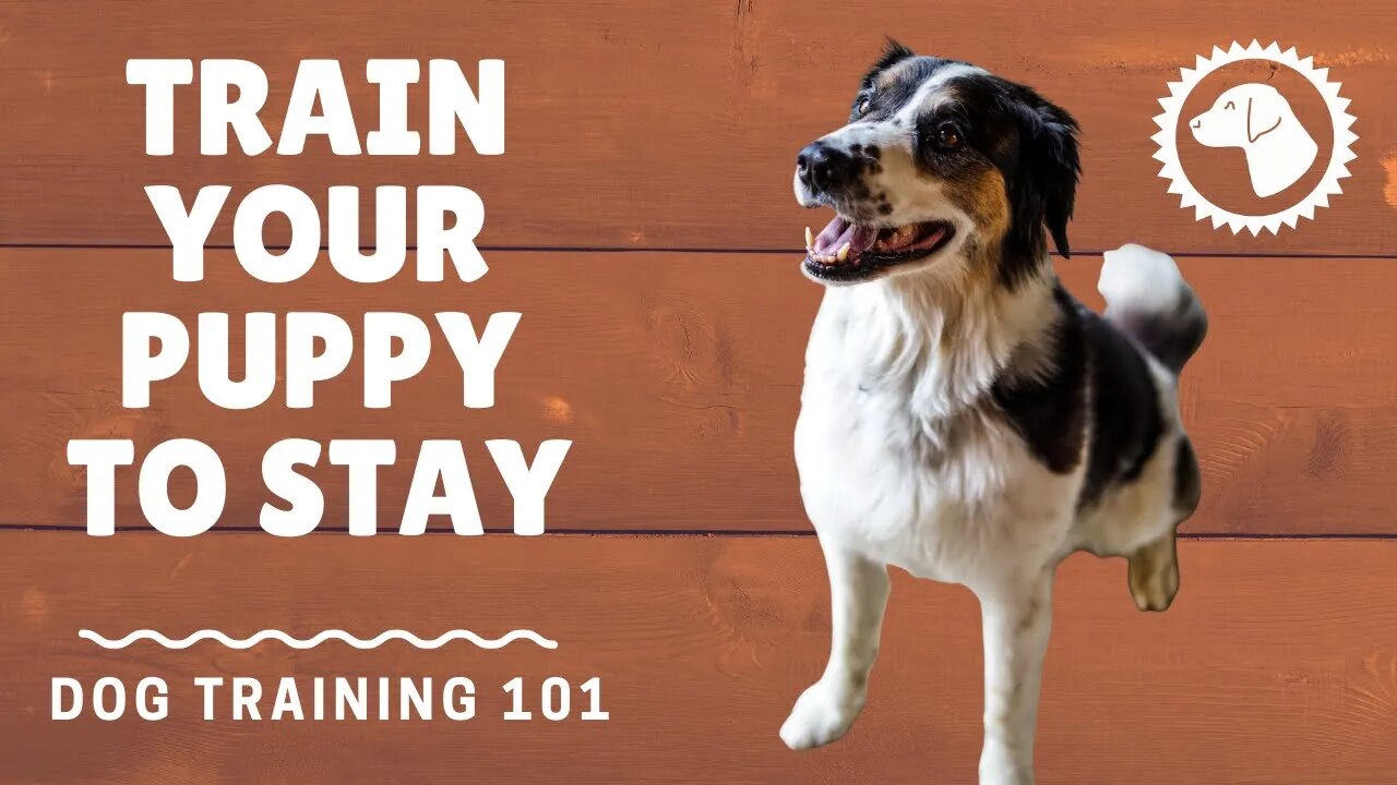 Basic Dog Training Commands: Stay | DOG TRAINING 🐶 Brooklyn's Corner