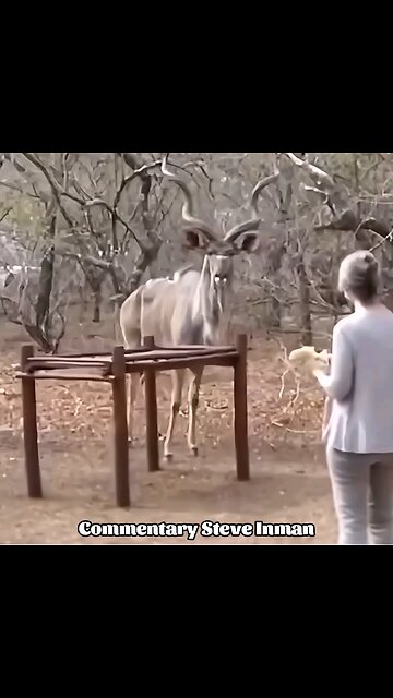 Cartoon Animals vs. Reality