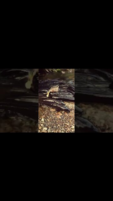 Duck stuck among Eels | Strange Eels turn up in river bed