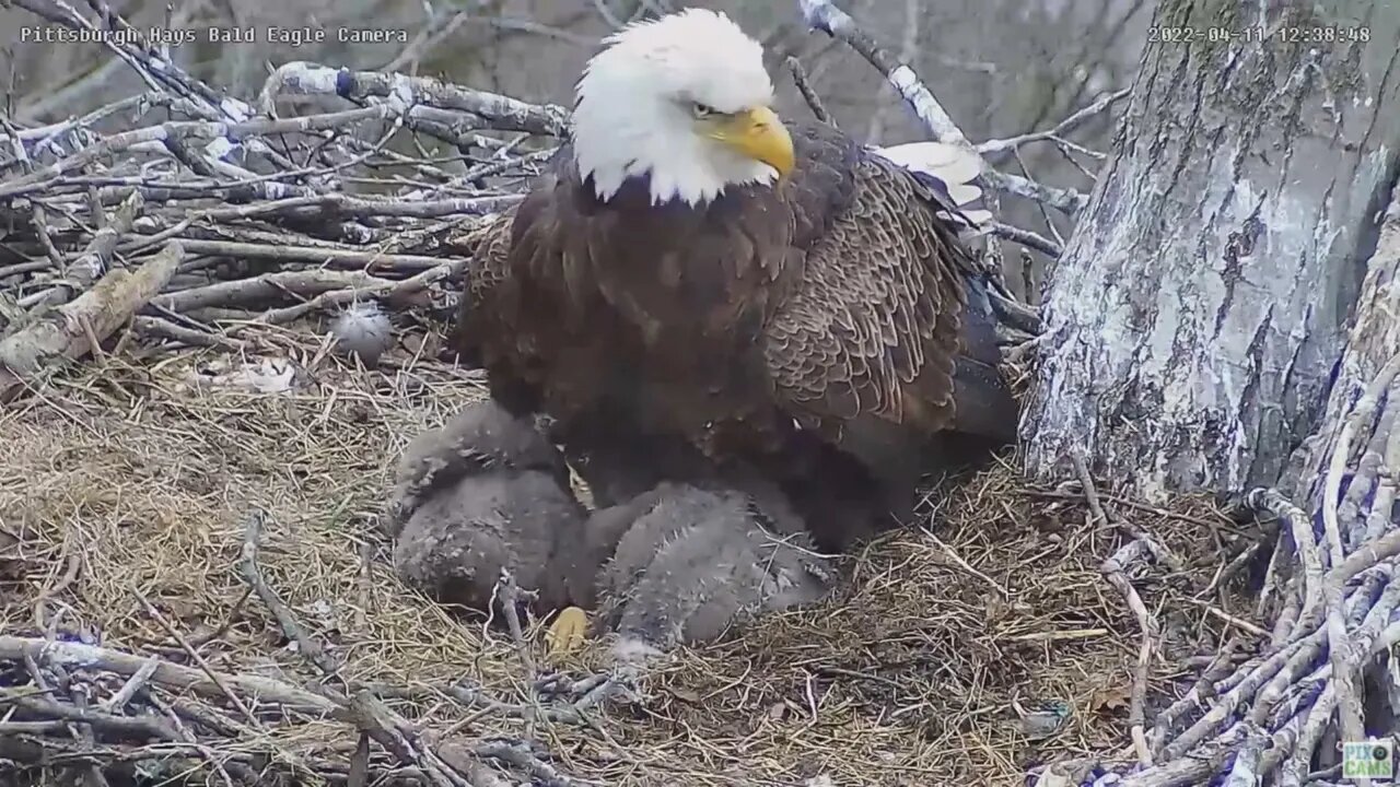 Hays Bald Eagles H18 crawls over H16 to get warm under Mom 4.11.22 12:38pm