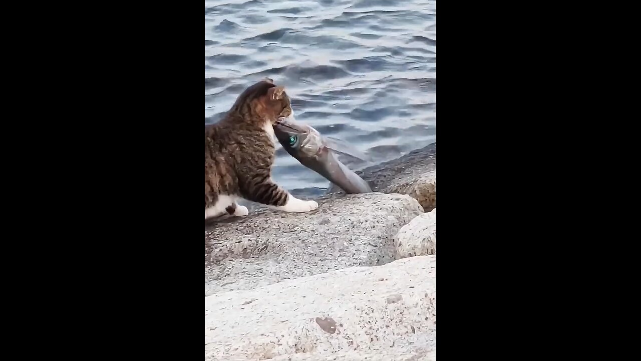 Funny 🤣 cat play with fishes 🐡 watching end