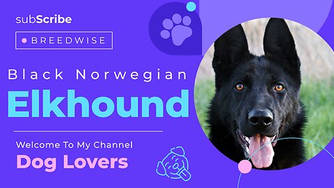 Black Norwegian Elkhound Dog Breed Information: Characteristics, Care, and Training Guide