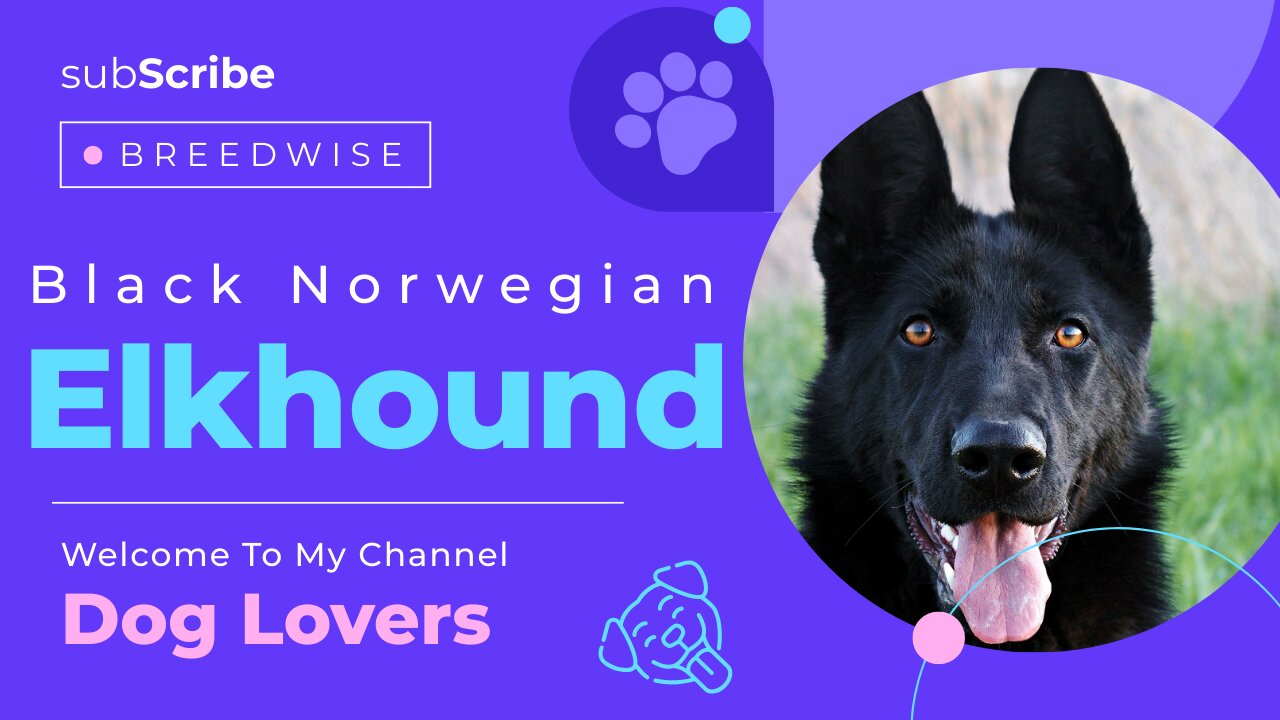 Black Norwegian Elkhound Dog Breed Information: Characteristics, Care, and Training Guide