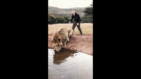 Man walks up behind lion then this happens