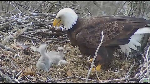 Hays Bald Eaglets ask Mom "Don t throw grass on me" 33022 17:17