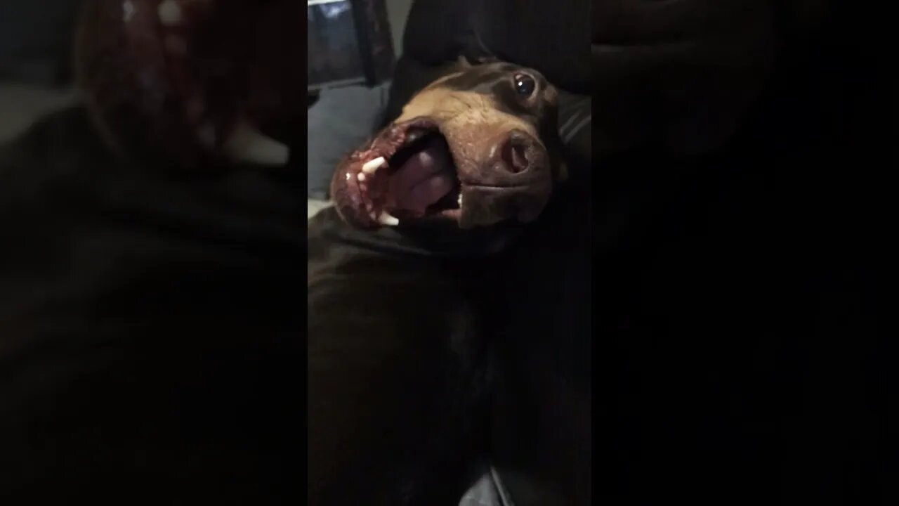 Harooing with Freya the Doberman