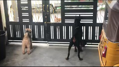 Doberman & Welsh Terrier Insult Stray Dog