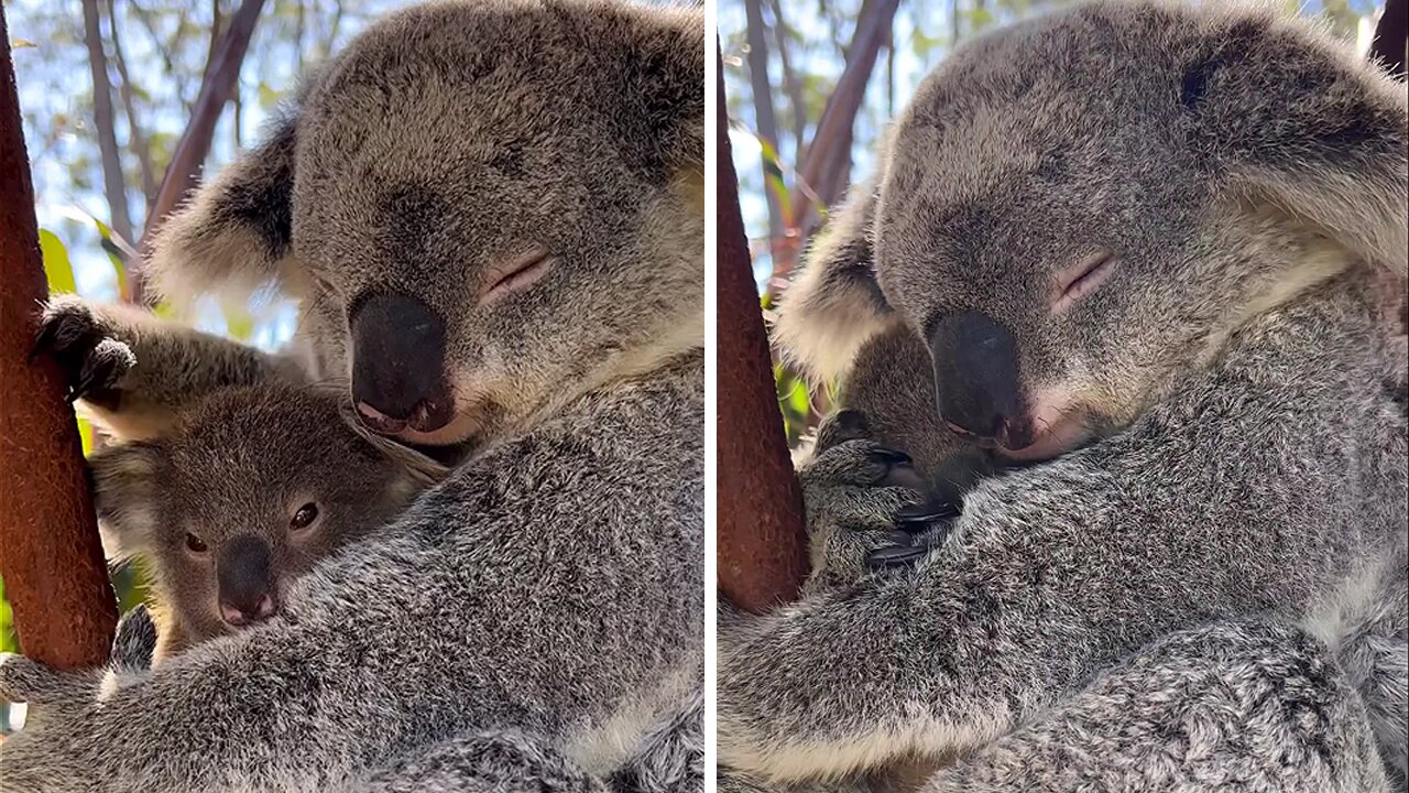 Sometimes all you need is a big cuddle from mum!