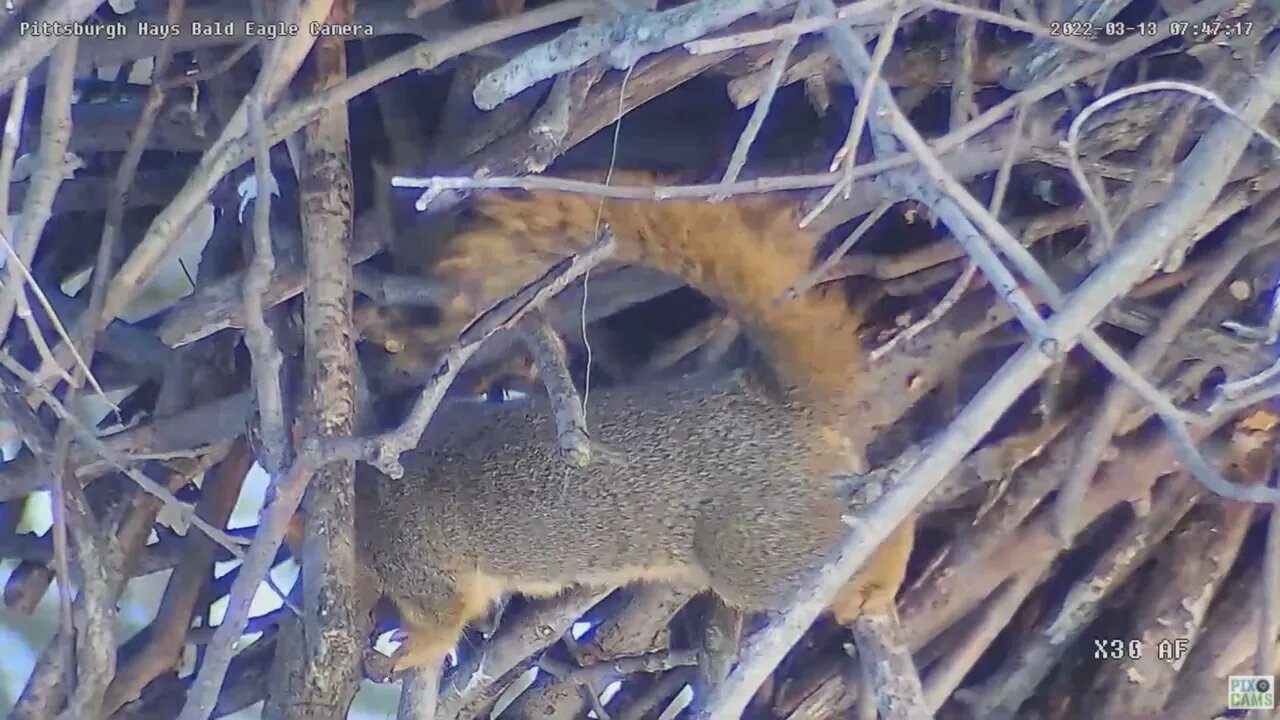Hays Eagles Mom is upset at Squirrel below the nest 2022 03 13 747am