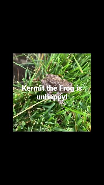 Kermit the Frog is unhappy￼