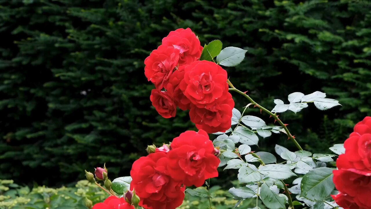 rose plant || rose flower || rose || how to grow roses || red roses || rose 🌹