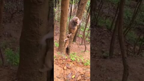 SE LIGA NESSE MACAQUINHO #SHORTS