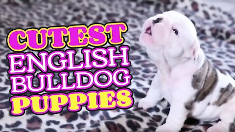 Cutest English BullDog Puppies Compilation 2021 | Dog lovers only | 2021