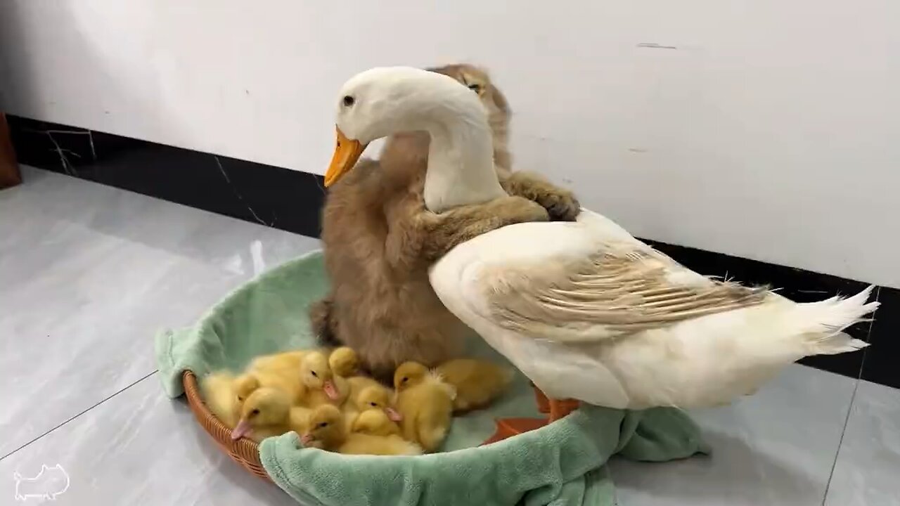 Cat and mother duck with quack quack