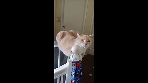 Funny moments of animals.