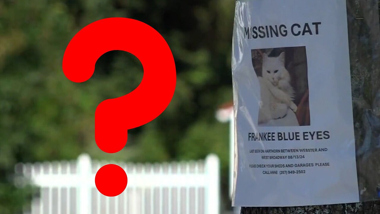 Cats Are Going MISSING in This Maine Town...