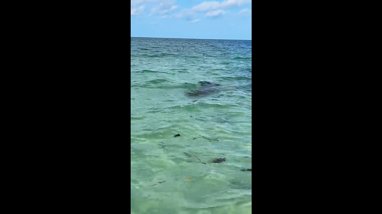 Manatee Says Hi On Livestream!