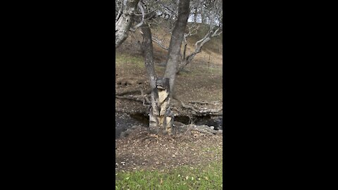 Bear and Cub Sculpture at Mount Diablo Creek