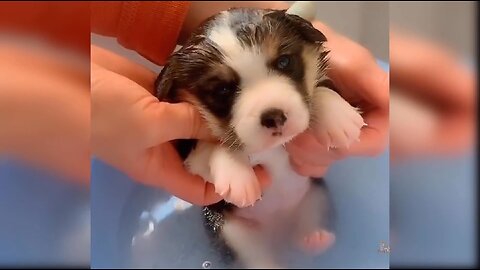 Baby dogs cute and funnt dogs compilation 25 Aww_Animels