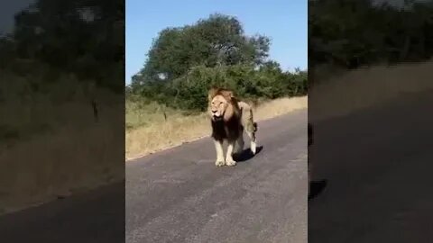 الأسد ماتيمبا matimba lionblood