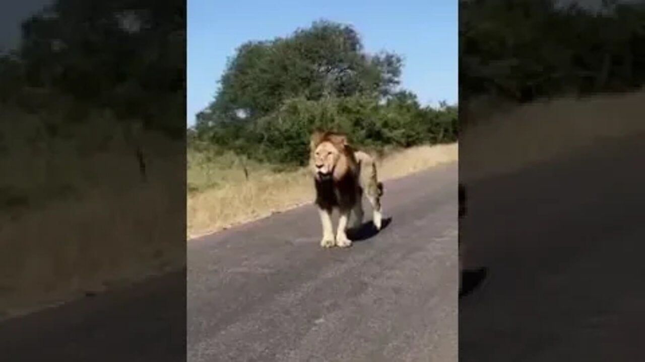 الأسد ماتيمبا matimba lionblood