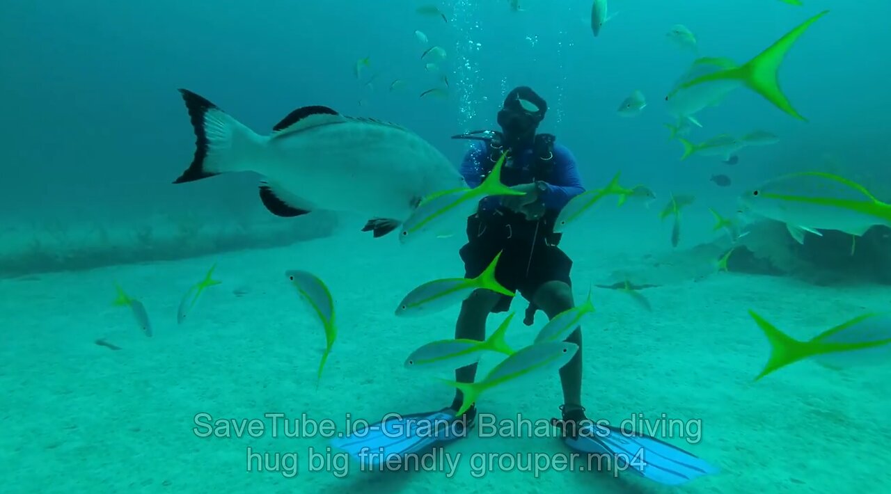 Grand Bahamas diving hug big friendly grouper