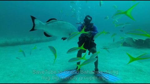 Grand Bahamas diving hug big friendly grouper