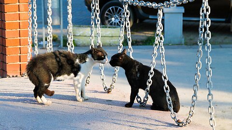 SOM DE GATOS BRIGANDO !! SOM PARA ATRAIR GATOS - (SOM DE GATOS BRAVOS)