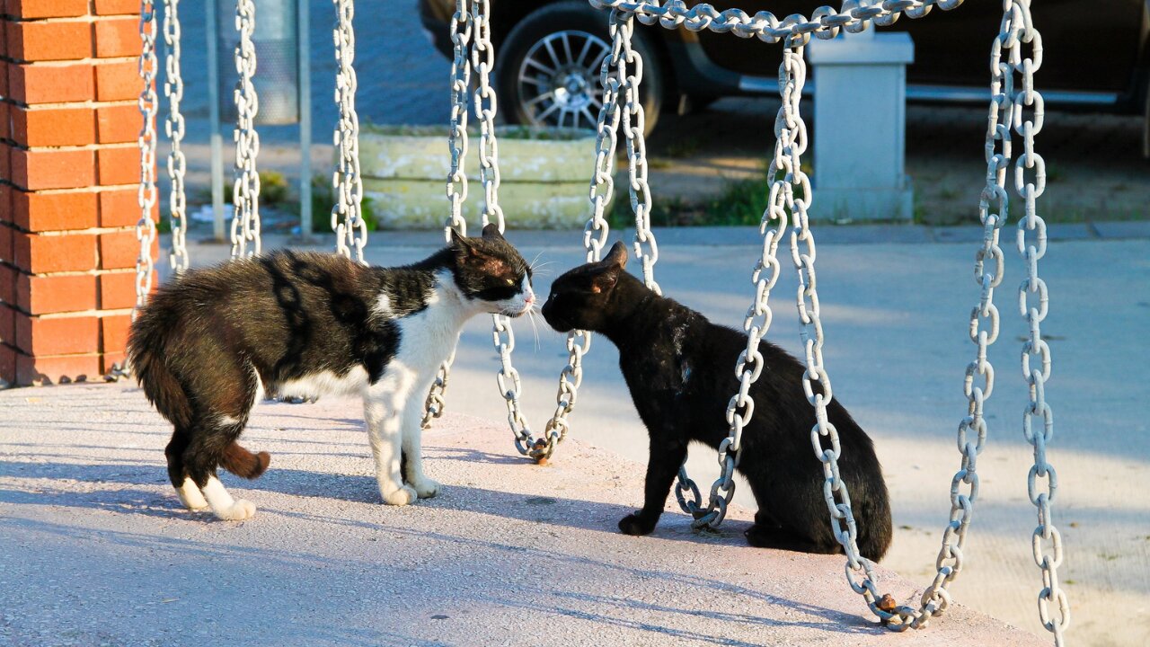 SOM DE GATOS BRIGANDO !! SOM PARA ATRAIR GATOS - (SOM DE GATOS BRAVOS)