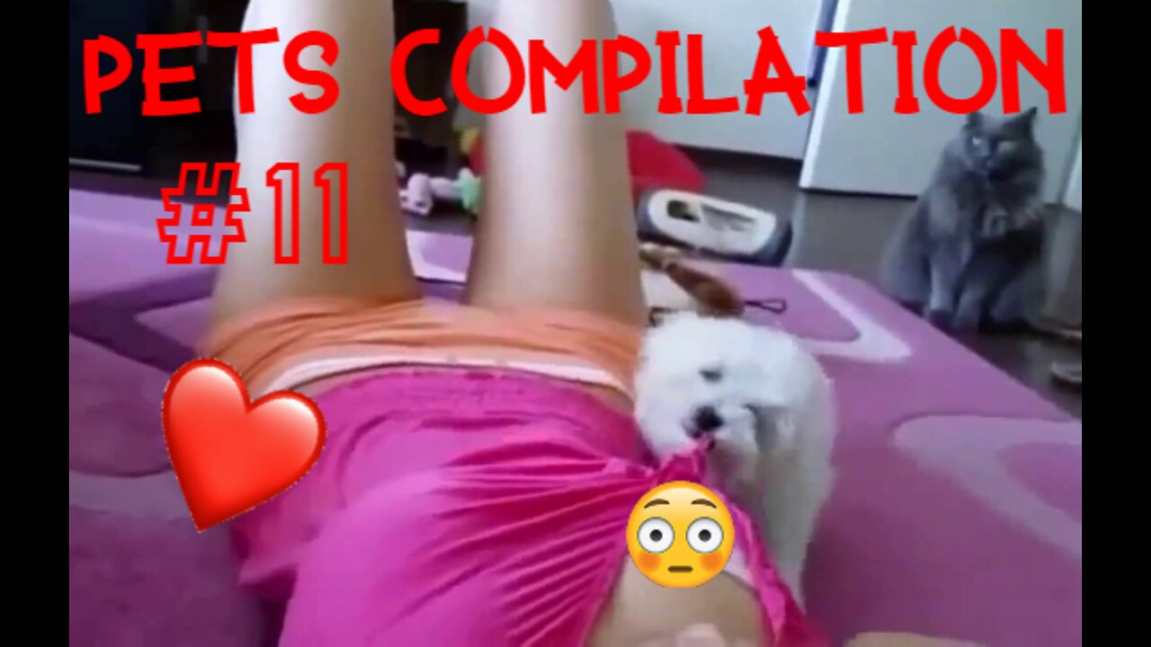 Funny Animals & Pets Compilation #11 - FunnyPetsVid