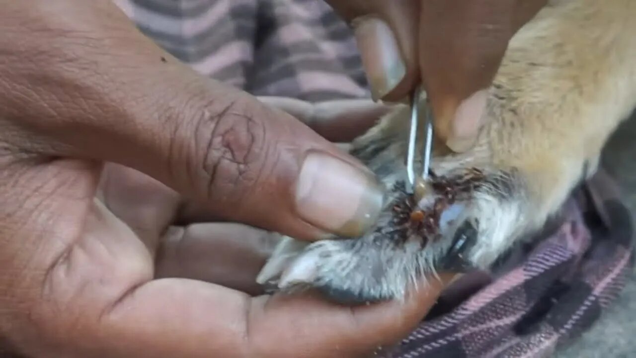 Strong confident Volunteer man removed ticks from Paws