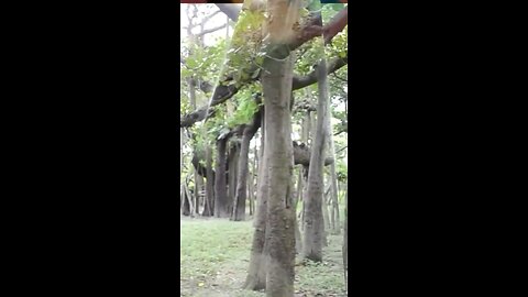 Vishv ka Sabse Chauda Ped kaun Sa Hai The Great Baniyan Tree India Which is the worlds widest tree