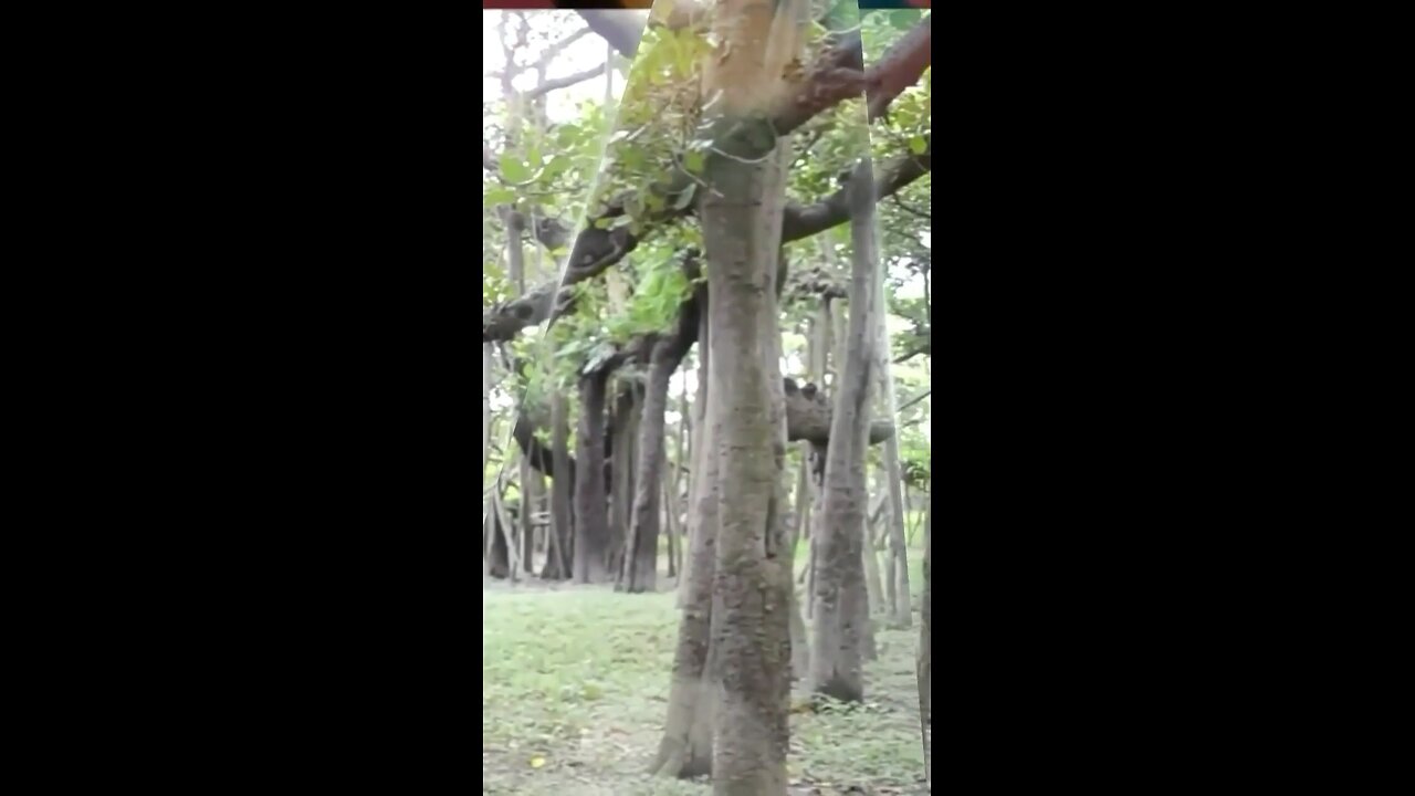 Vishv ka Sabse Chauda Ped kaun Sa Hai The Great Baniyan Tree India Which is the worlds widest tree