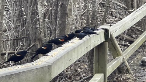 Lots of birds too