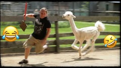 Funny Animals Scarring And Chasing People 2023 Compilation