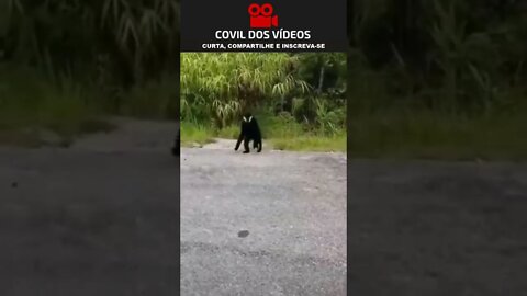 o macaco que não gosta de câmera