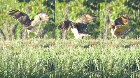 Hawk pouncing on a snake-Illinois farm