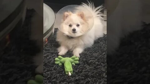 Adorable puppy hates his cone #shorts