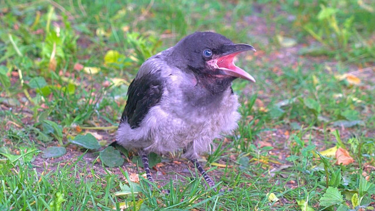 Lone Little Hooded Crow Fledgling Cawing For Food