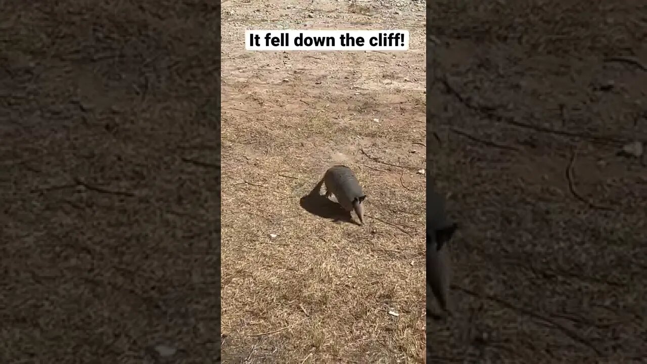 Armadillo Survives 50 foot drop!